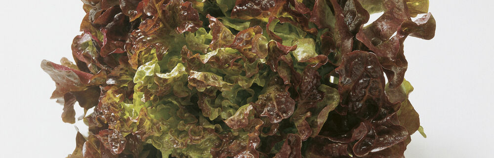 Eichblattsalat Eichblattsalat