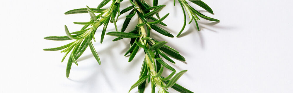 Rosmarin schmeckt besonders gut zu Kartoffeln. Rosmarin