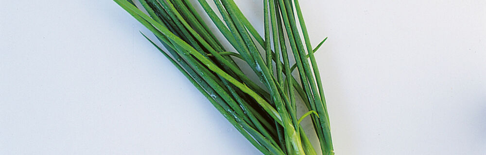 Frühlingszwiebeln Frühlingszwiebeln