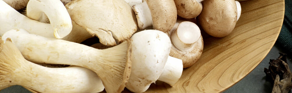 Pilze einfach und richtig zubereiten Pilze einfach und richtig zubereiten