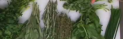 Kräuter und ihre Vielfalt Kräuter und ihre Vielfalt