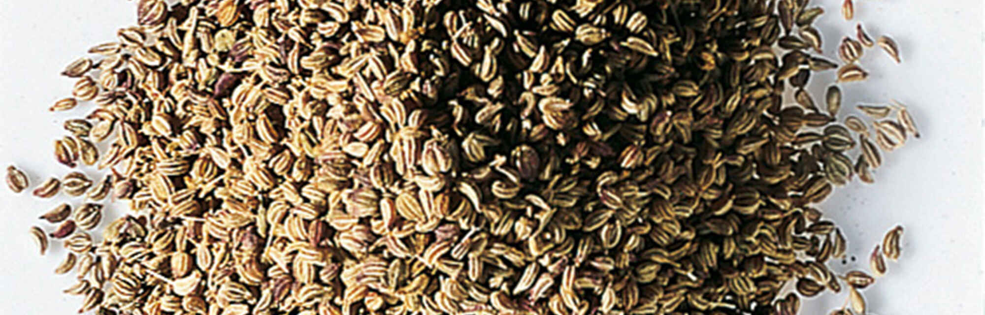 Ajowan LebensmittelWarenkunde Küchengötter