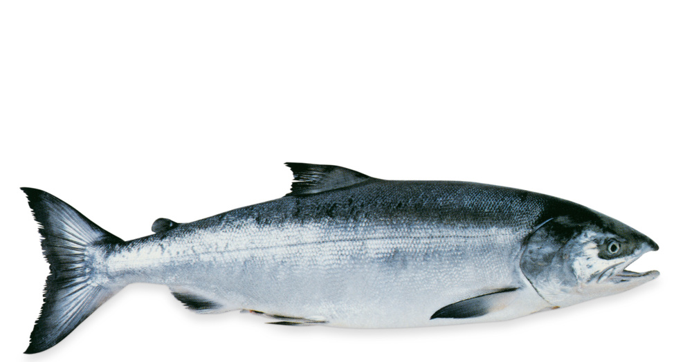 Lachs von Küchengötter