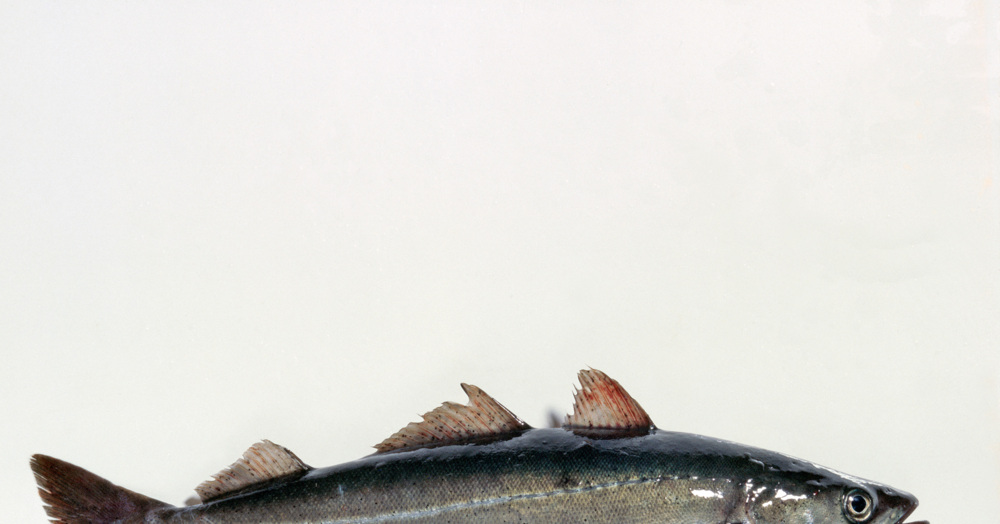 Seelachs Küchengötter