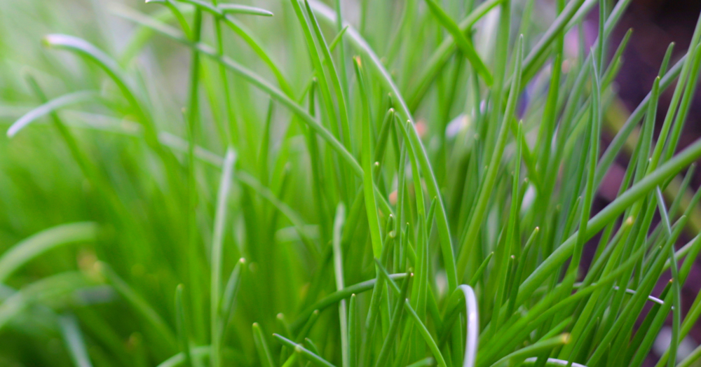 Schnittlauch Warenkunde | Herkunft, Saison &amp; Verwendung | Küchengötter