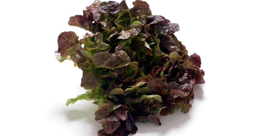 Eichblattsalat-Rezepte | Küchengötter Eichblattsalat-Rezepte | Küchengötter