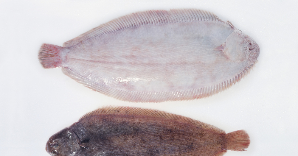 Seezunge | Küchengötter