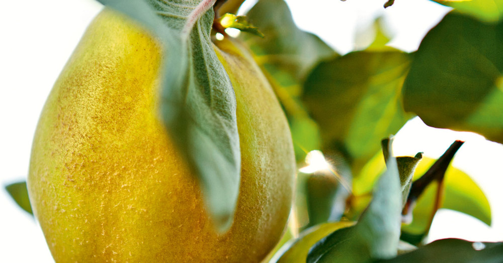 Quitten - Rezepte, Tipps & Ideen | Küchengötter Quitten - Rezepte, Tipps & Ideen | Küchengötter