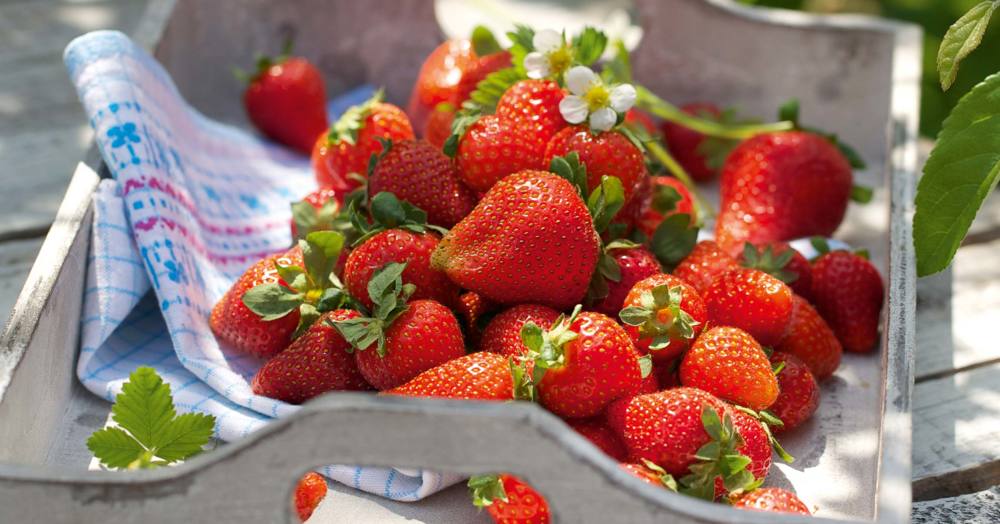 Saisonkalender Juni für Obst und Gemüse Küchengötter Saisonkalender Juni für Obst und Gemüse Küchengötter