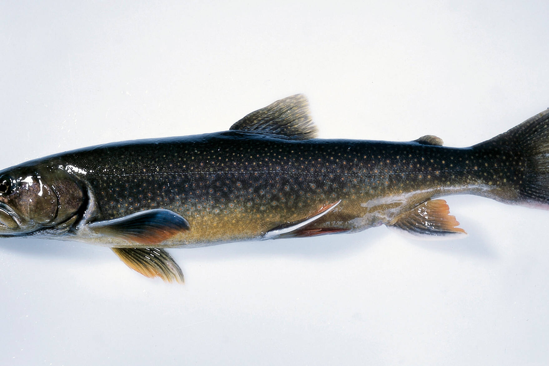 Saibling | Küchengötter