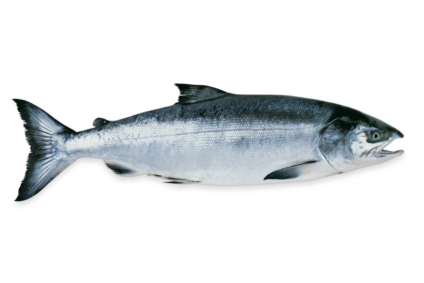 Lachs | Lebensmittel-Warenkunde | Küchengötter Lachs | Lebensmittel-Warenkunde | Küchengötter