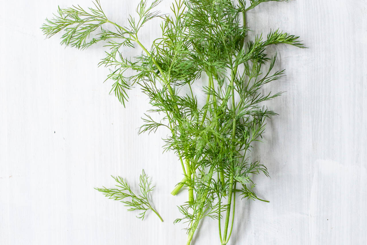 Dill | Kchengtter