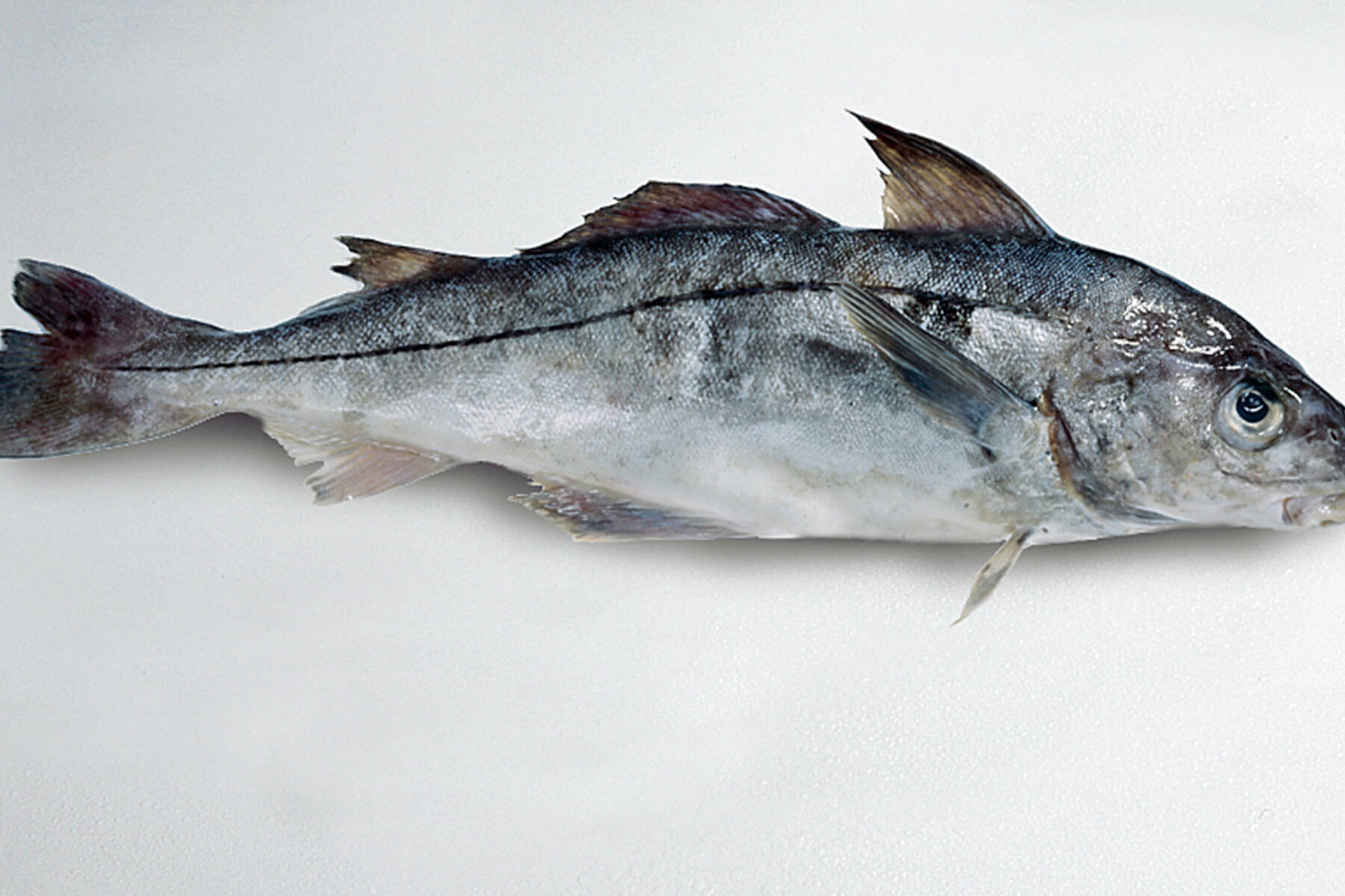 Schellfisch | Küchengötter