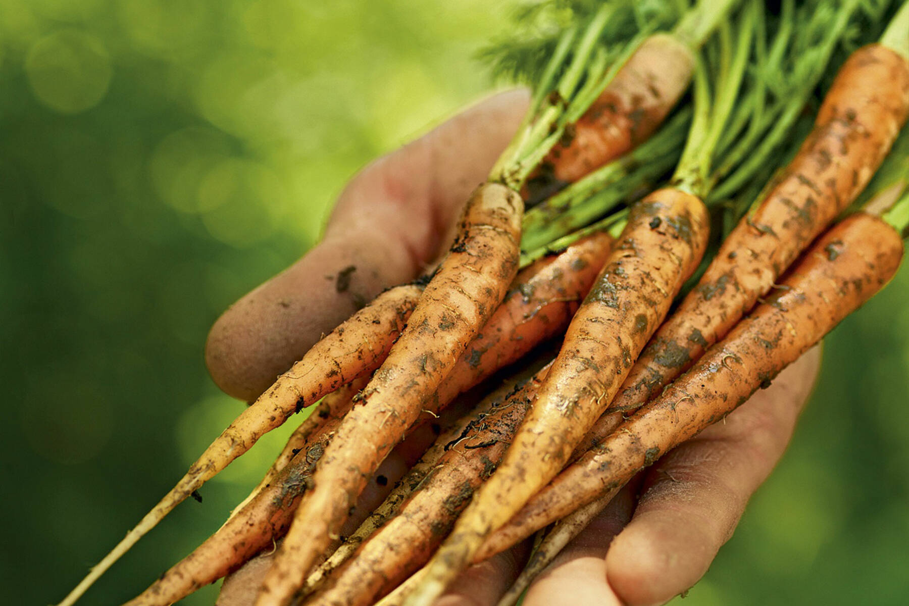 Was Ist Der Unterschied Zwischen Mohren Und Karotten Kuchengotter