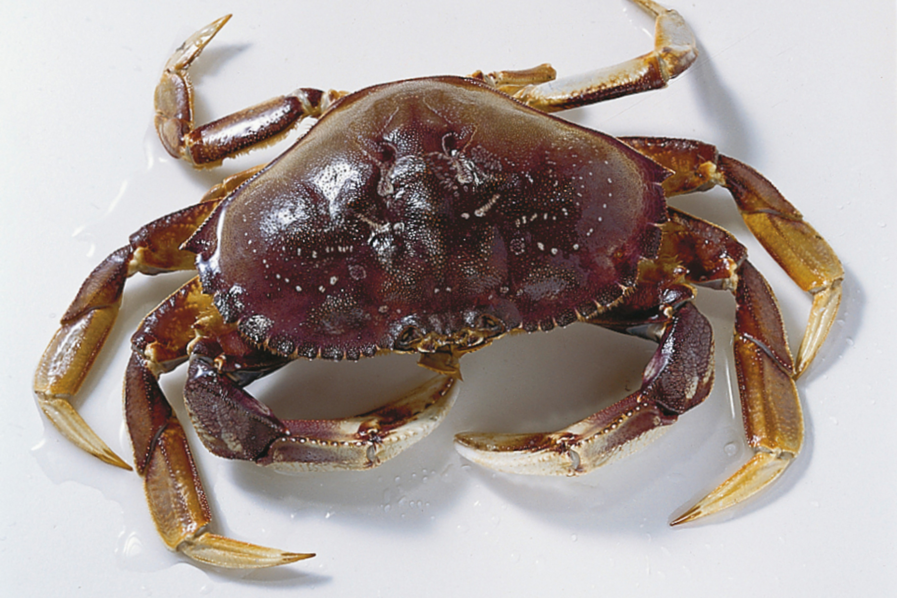 Krabben | Lebensmittel-Warenkunde | Küchengötter Krabben | Lebensmittel-Warenkunde | Küchengötter