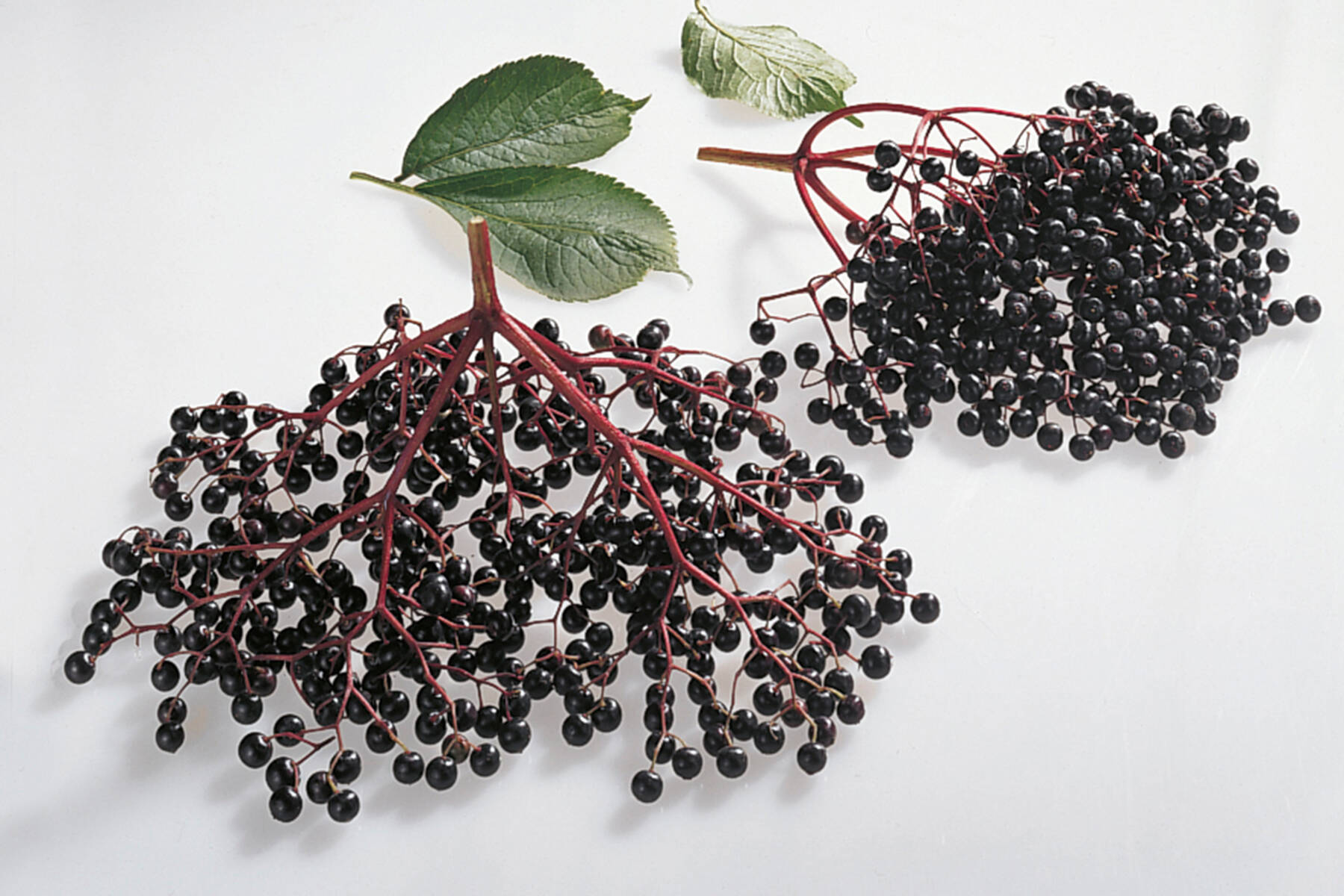 Holunderbeeren Holunderbeeren | Küchengötter
