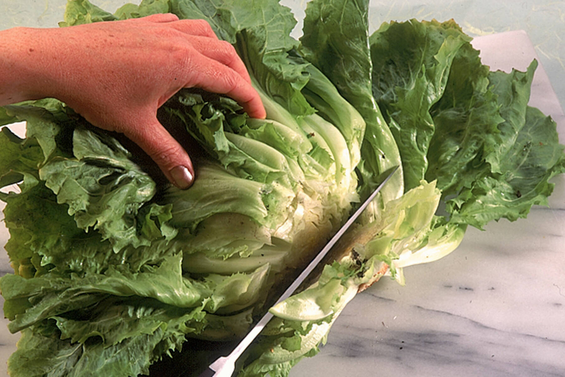 Endiviensalat | Küchengötter Endiviensalat | Küchengötter