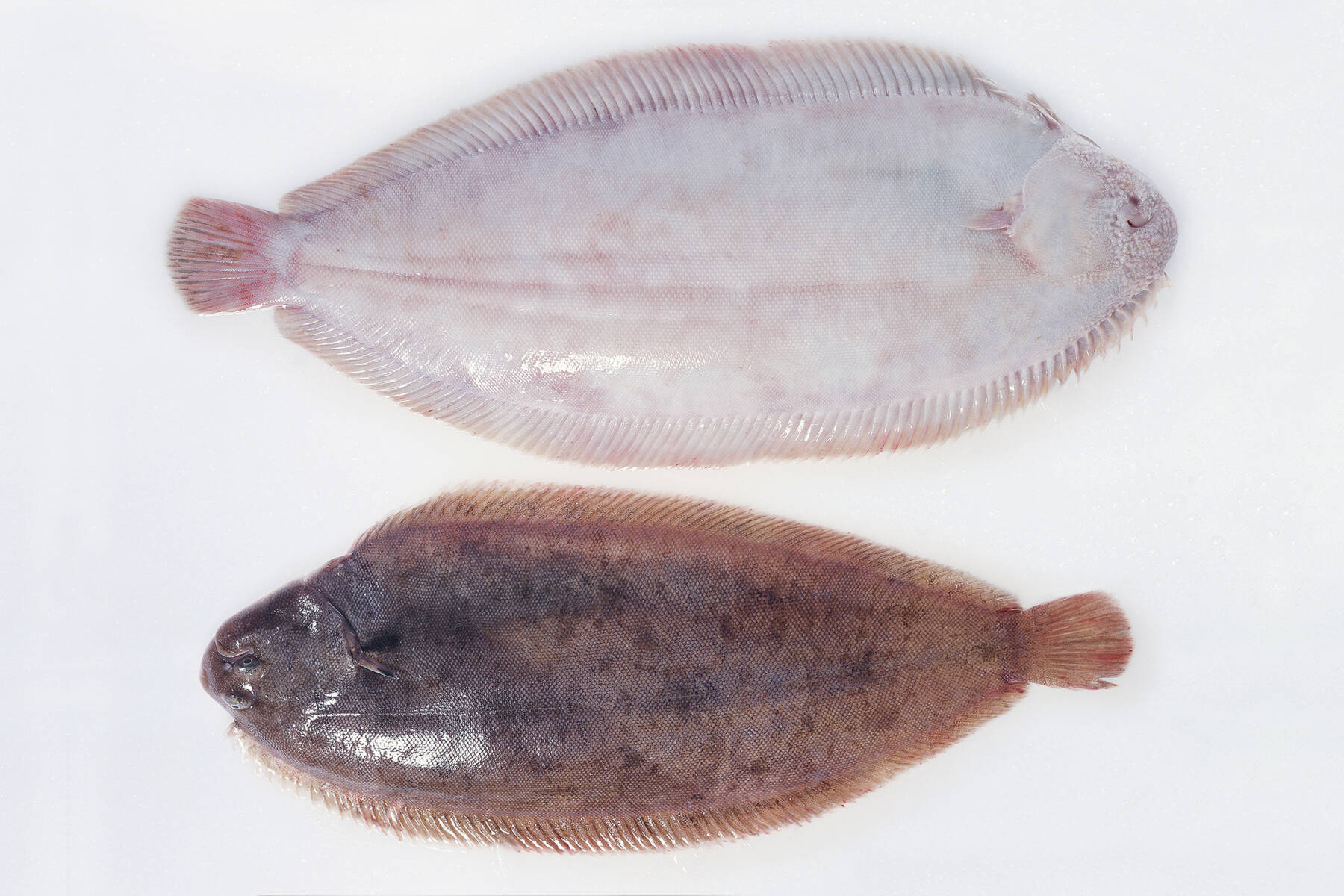 Image result for mousa fish Fish, Seafood