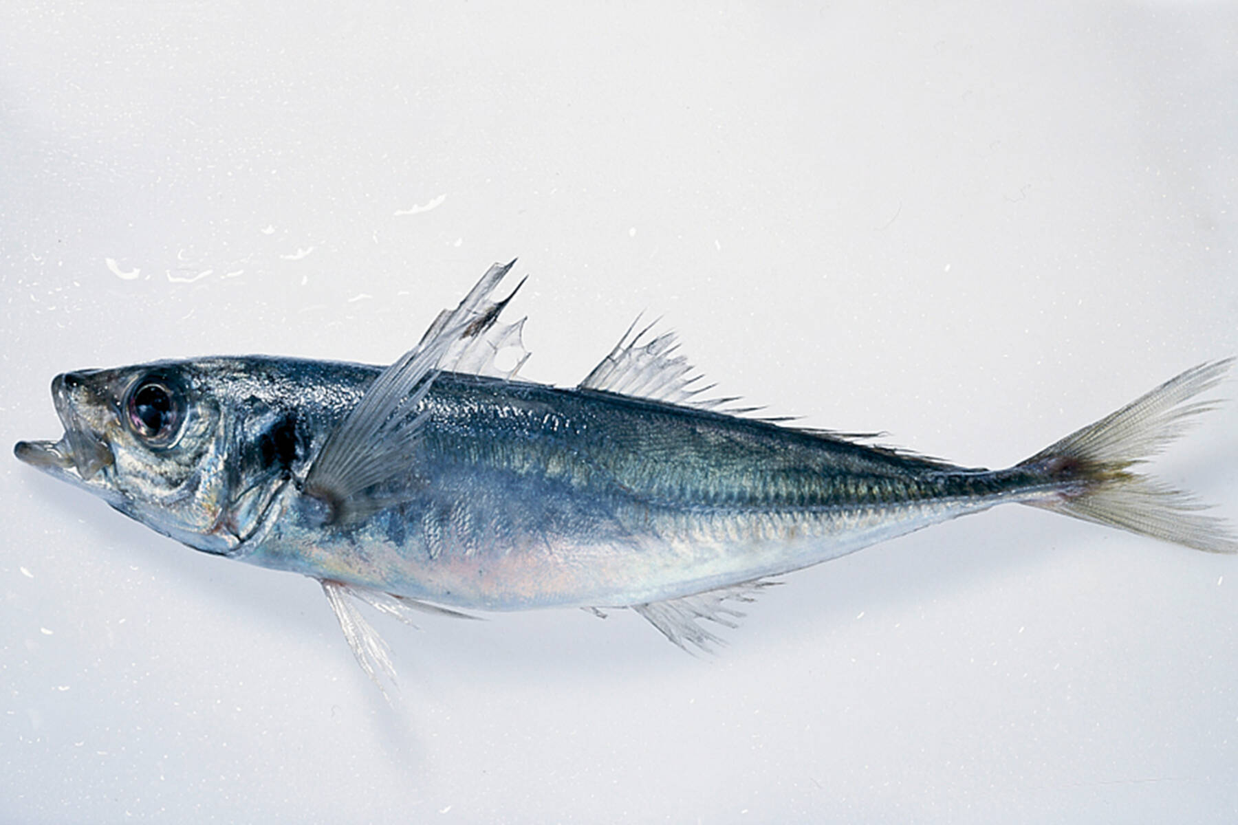 Makrele | Küchengötter