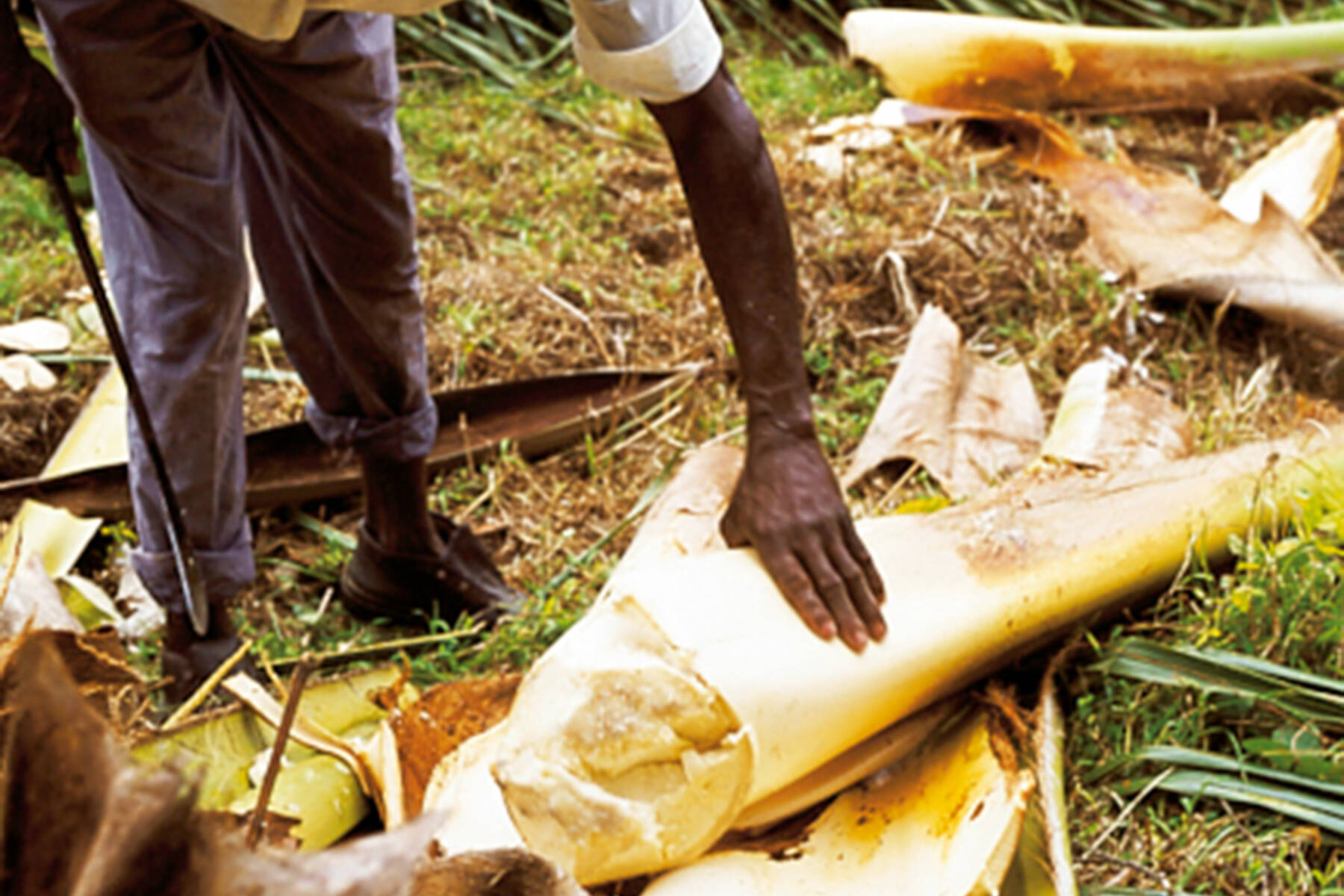 Palmherzen Küchengötter