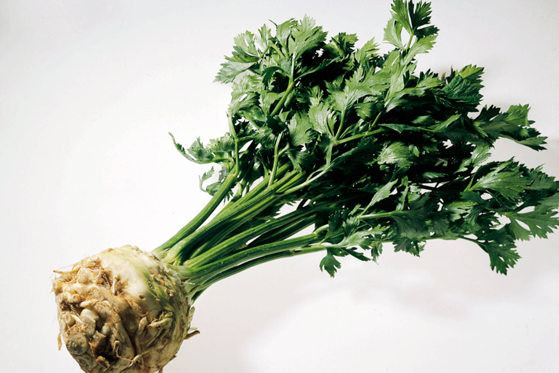 Sellerie | Lebensmittel-Warenkunde | Küchengötter