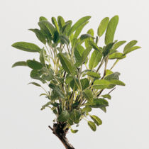 Salbei