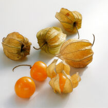 Physalis