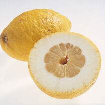 Cedro Zitronatzitrone