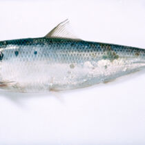 Hering