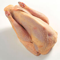 Perlhuhn