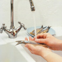 Matjes Mango Matjes Mango