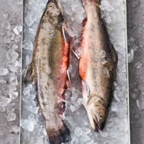 Frischer Fisch