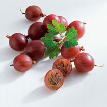 Stachelbeeren