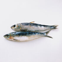 Sardinen