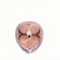 Schwertfisch