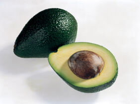 Avocado Sorten Ryan Avocado Sorten Ryan