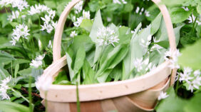 Bärlauch richtig sammeln Bärlauch richtig sammeln