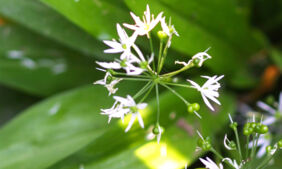 Bärlauch richtig sammeln Bärlauchblüten Bärlauch richtig sammeln Bärlauchblüten