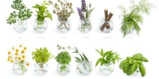 Verschiedene Kräuter Verschiedene Kräuter