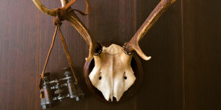 Wild - Definition Wild - Definition