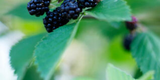 Brombeeren