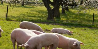 Fünf für...das Schwein