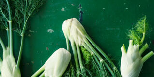 fenchel fenchel