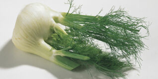 Fenchel Fenchel