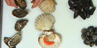 Muschelsorten auf einen Blick