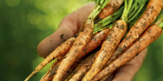 Unterschied Möhren Karotten Unterschied Möhren Karotten