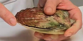 Jakobsmuscheln einfach und richtig verarbeiten