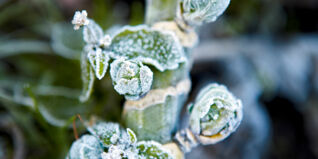 Saisonkalender Obst Gemüse Januar Saisonkalender Obst Gemüse Januar