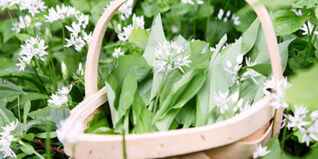 Bärlauch - unser grüner Aromaliebling