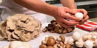 Die Vielfalt der Pilze auf einen Blick